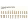 Standard Model Teeth #HL-60012-1 **3~4일 소요
